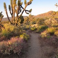 Desert sages along Teutonia Peak Trail pick up the pre-sunset orange glow