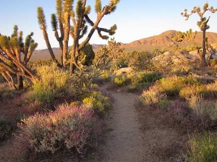 Desert sages along Teutonia Peak Trail pick up the pre-sunset orange glow