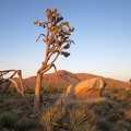 Rock outcrops and irregular joshua trees create endless visual interest on the high plain between Teutonia Peak and Kessler Peak