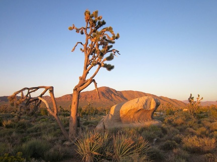 Rock outcrops and irregular joshua trees create endless visual interest on the high plain between Teutonia Peak and Kessler Peak