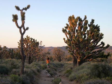 The lower part of Teutonia Peak Trail was once an old road, as is visible here