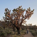 Heather pauses to look at another one of the giant joshua trees along Teutonia Peak Trail