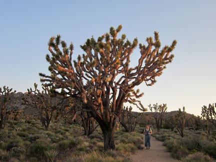 Heather pauses to look at another one of the giant joshua trees along Teutonia Peak Trail