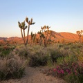 We're almost back at the minivan when we pass one last Desert four o'clock blooming in the sunset