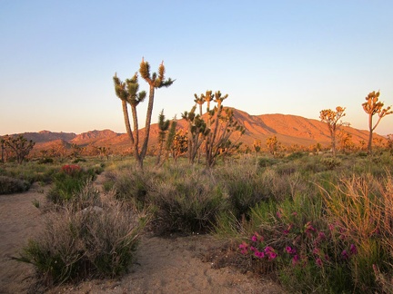 We're almost back at the minivan when we pass one last Desert four o'clock blooming in the sunset