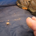 As I eat a quick dry breakfast and get ready to pack up, I notice a thorny cholla piece that I tracked into my tent