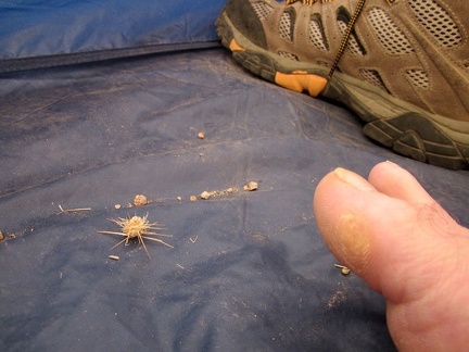 As I eat a quick dry breakfast and get ready to pack up, I notice a thorny cholla piece that I tracked into my tent