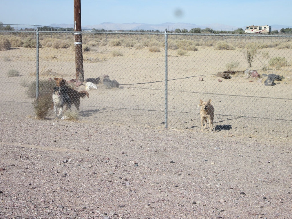 A playful, and perhaps vicious, group of dogs protect a former gas-station/restaurant property in Newberry Springs