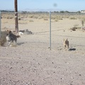 A playful, and perhaps vicious, group of dogs protect a former gas-station/restaurant property in Newberry Springs
