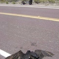 A roadkill specimen greets me just as I'm about to start the ride down Kelbaker Road