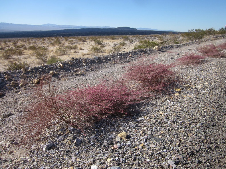 As I approach the Pisgah Crater area along Old Route 66, I take note of the many pink plants growing on the shoulder