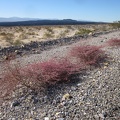 As I approach the Pisgah Crater area along Old Route 66, I take note of the many pink plants growing on the shoulder