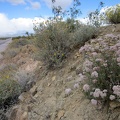 I spot a nice clump of pink buckwheat flowers along Highway 164 on the way out of Searchlight