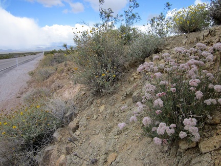 I spot a nice clump of pink buckwheat flowers along Highway 164 on the way out of Searchlight