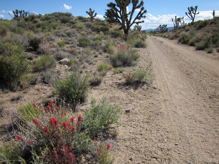 I haven't seen many wildflowers along the old railway grade, so a patch of paintbrush really catches my attention when I pass by