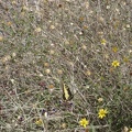 Good morning! A butterfly frolics in some encelia flowers by my tent