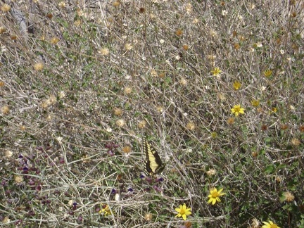 Good morning! A butterfly frolics in some encelia flowers by my tent