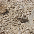 One of thousands of crickets stays still long enough for me to snap a photo of it
