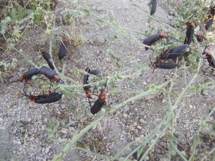 On my way down the road to the north Coyote Springs campsite, I come across a festival put on by hundreds of bugs