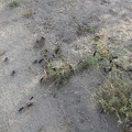 There are hundreds, if not thousands, of these bugs playing here in the middle of the road to Coyote Springs