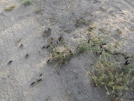 There are hundreds, if not thousands, of these bugs playing here in the middle of the road to Coyote Springs