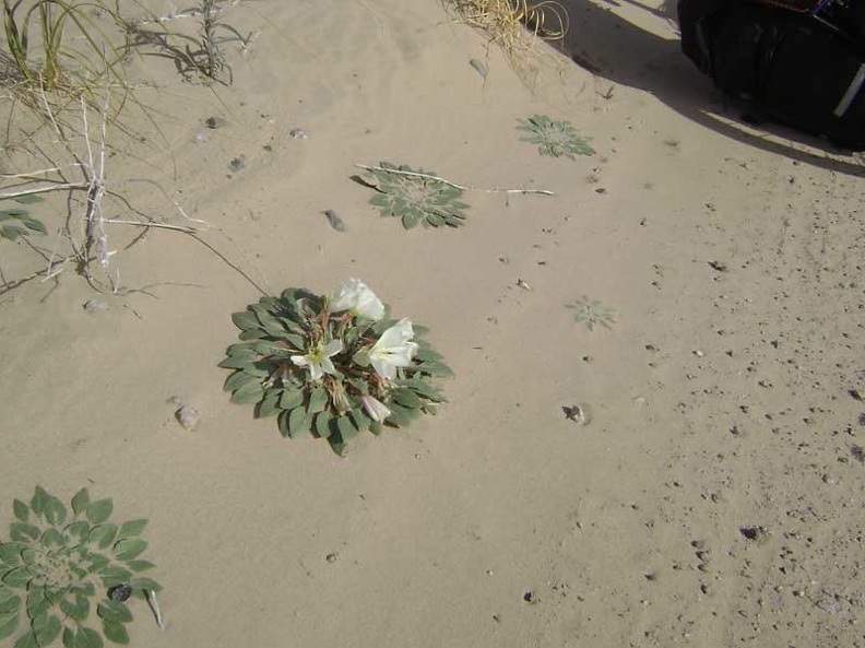 Many of these flat primroses dot the sand around my campsite, but this is the only one that's flowering