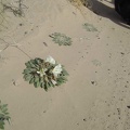 Many of these flat primroses dot the sand around my campsite, but this is the only one that's flowering