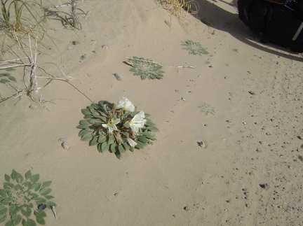 Many of these flat primroses dot the sand around my campsite, but this is the only one that's flowering