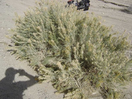 These plants are quite abundant here in the wash