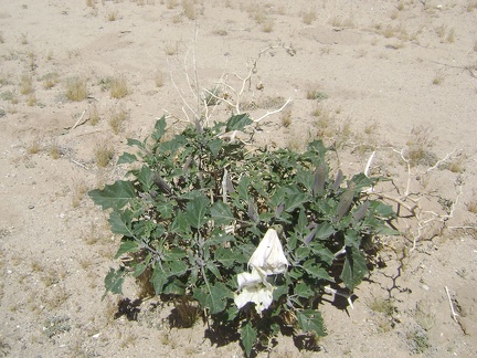 A number of datura plants grow on the shoulder of Ivanpah Road