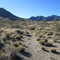 I walk down to the wash for my morning toilet run and notice the tracks of an old road no longer used