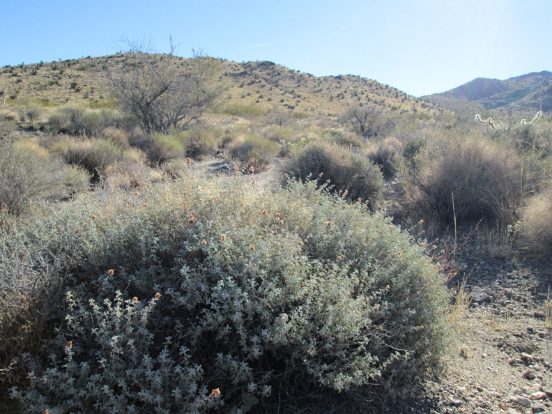 A big sage is sprouting some fresh-looking growth