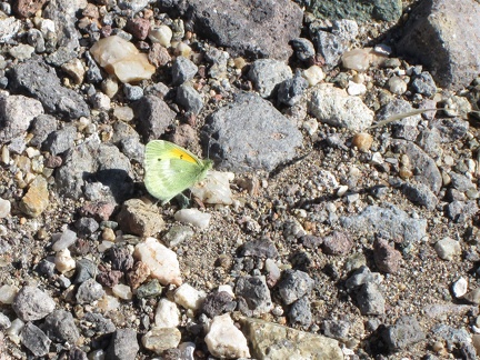 On the way to Bathtub Spring I pass several small, colourful butterflies