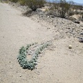 A few Coyote-melon vines extend out into the road along Nipton-Desert Road