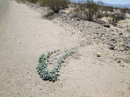 A few Coyote-melon vines extend out into the road along Nipton-Desert Road
