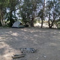 I enjoy the morning shade of the eucalyptus trees at Nipton campground on this cool morning