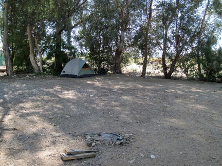 I enjoy the morning shade of the eucalyptus trees at Nipton campground on this cool morning