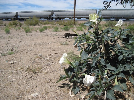 A datura blooms at Nipton campground while a long freight train squeals by