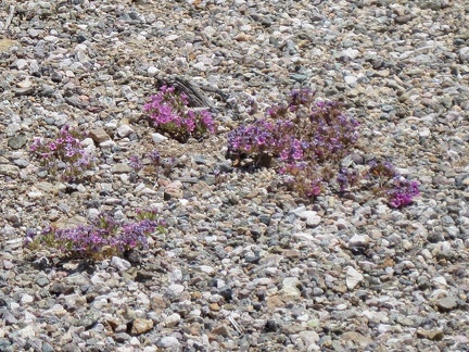 I notice some tiny purple flowers growing in the gravel on the shoulder of Nevada 164