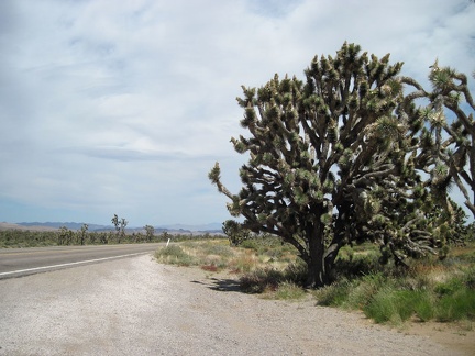 After crossing Crescent Pass on Nevada 164, I'm coasting downhill when I see this huge joshua tree by the highway