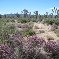 Purple desert sages dominate the foreground as I go for a short walk in the Wee Thump Joshua Tree Wilderness Area
