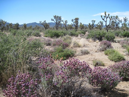 Purple desert sages dominate the foreground as I go for a short walk in the Wee Thump Joshua Tree Wilderness Area