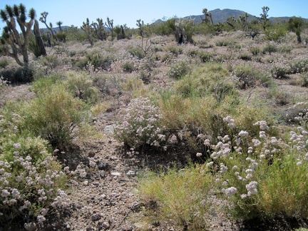 Fields of pinkish-white buckwheat flowers bloom along Walking Box Ranch Road, with Nevada's McCullough Mountains in the distance