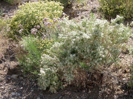 The pinkish-white buckwheat flowers dominate the Walking Box Ranch Road area, but they are not the only showy plants