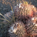 Fluffy white stuff on a small barrel cactus at the top of Malpais Spring Road