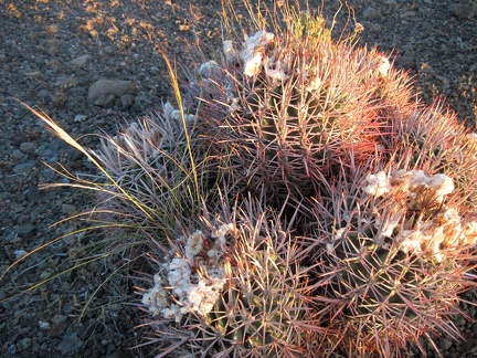 Fluffy white stuff on a small barrel cactus at the top of Malpais Spring Road