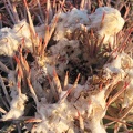 A close-up of the white fluff on the barrel cactus