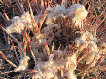 A close-up of the white fluff on the barrel cactus