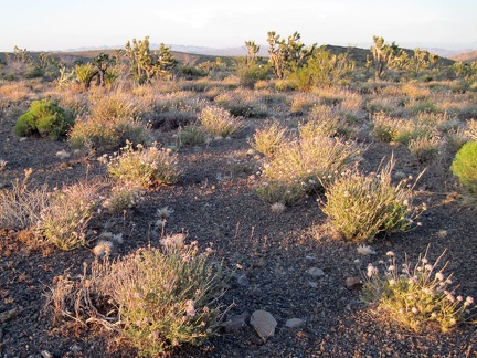 The pale buckwheat flowers look pinker in the blush of sunset near Malpais Spring, Mojave National Preserve