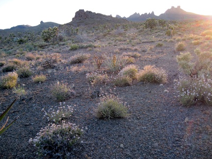 Looking toward the Castle Peaks, the buckwheat flowers pick up the sunset light differently